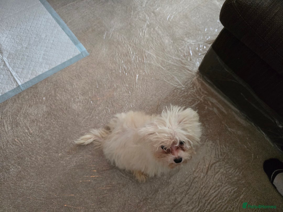 Bichon Frise dogs for sale: Bichon Frise Puppy Looking for a Loving Home - Image 5