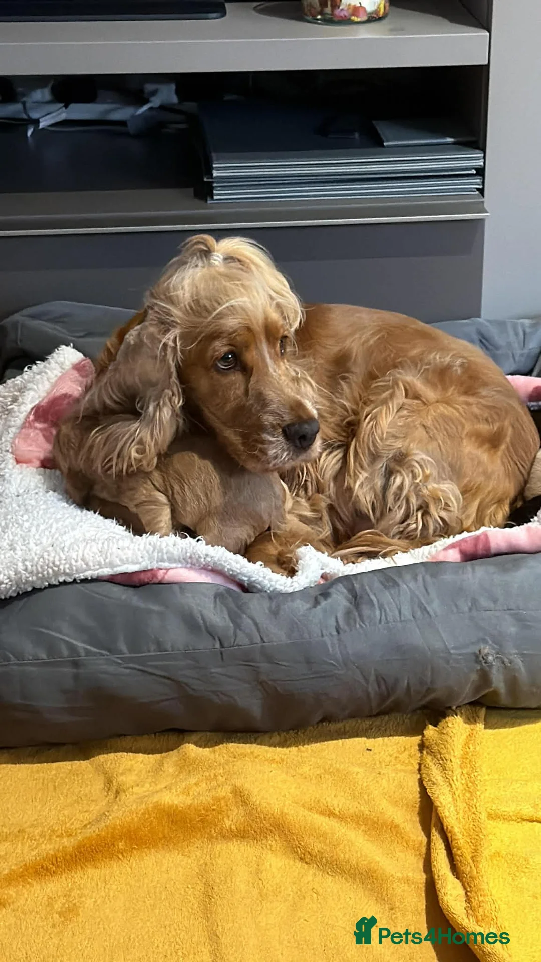 Cocker Spaniel dogs for sale: Show Spaniel puppies Rare Italian import line  in Grimsby - Advert 2