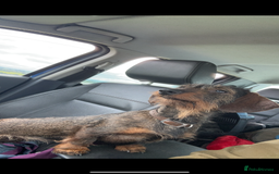Dachshund dogs for sale: Last gorgeous girl!  ready now  - Image 7