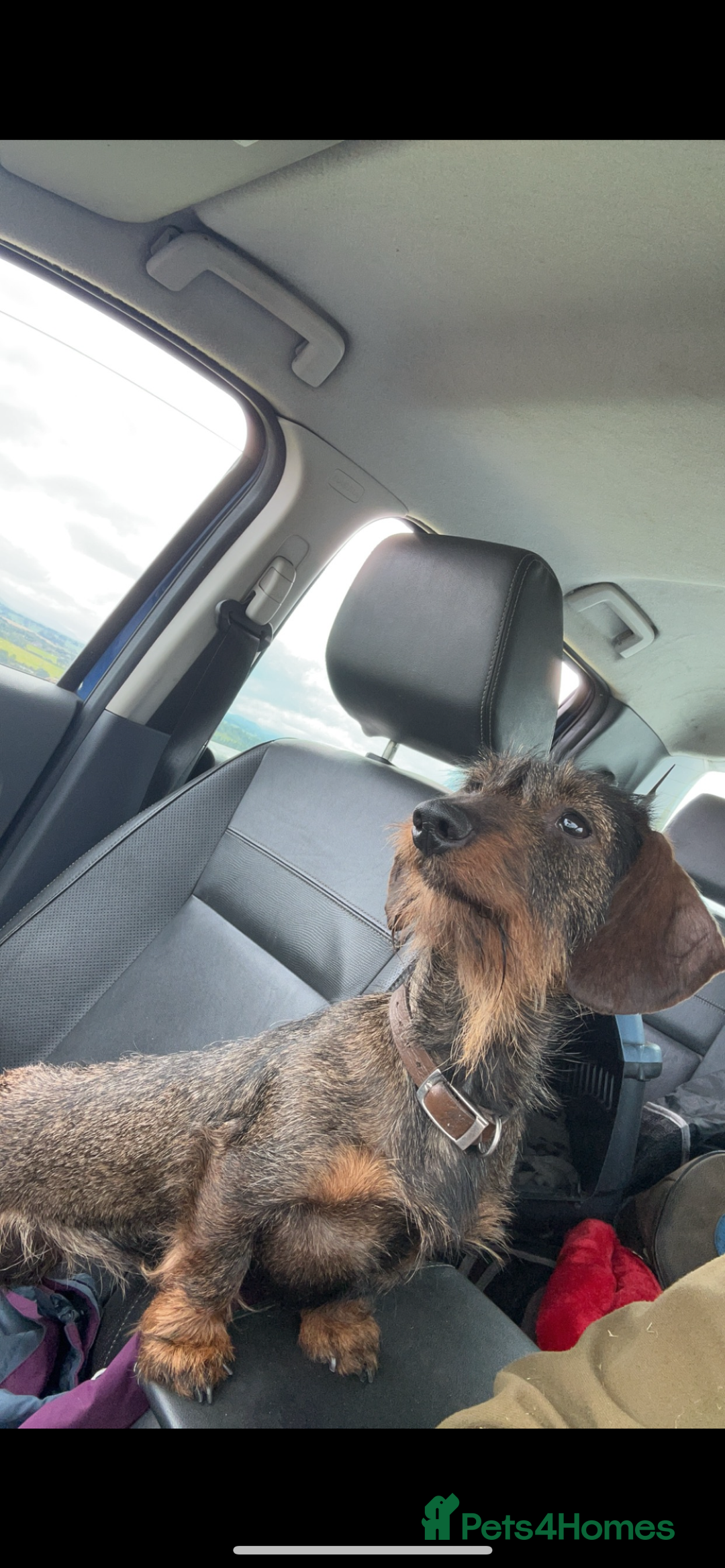 Dachshund dogs for sale: Last gorgeous girl!  ready now  - Image 7
