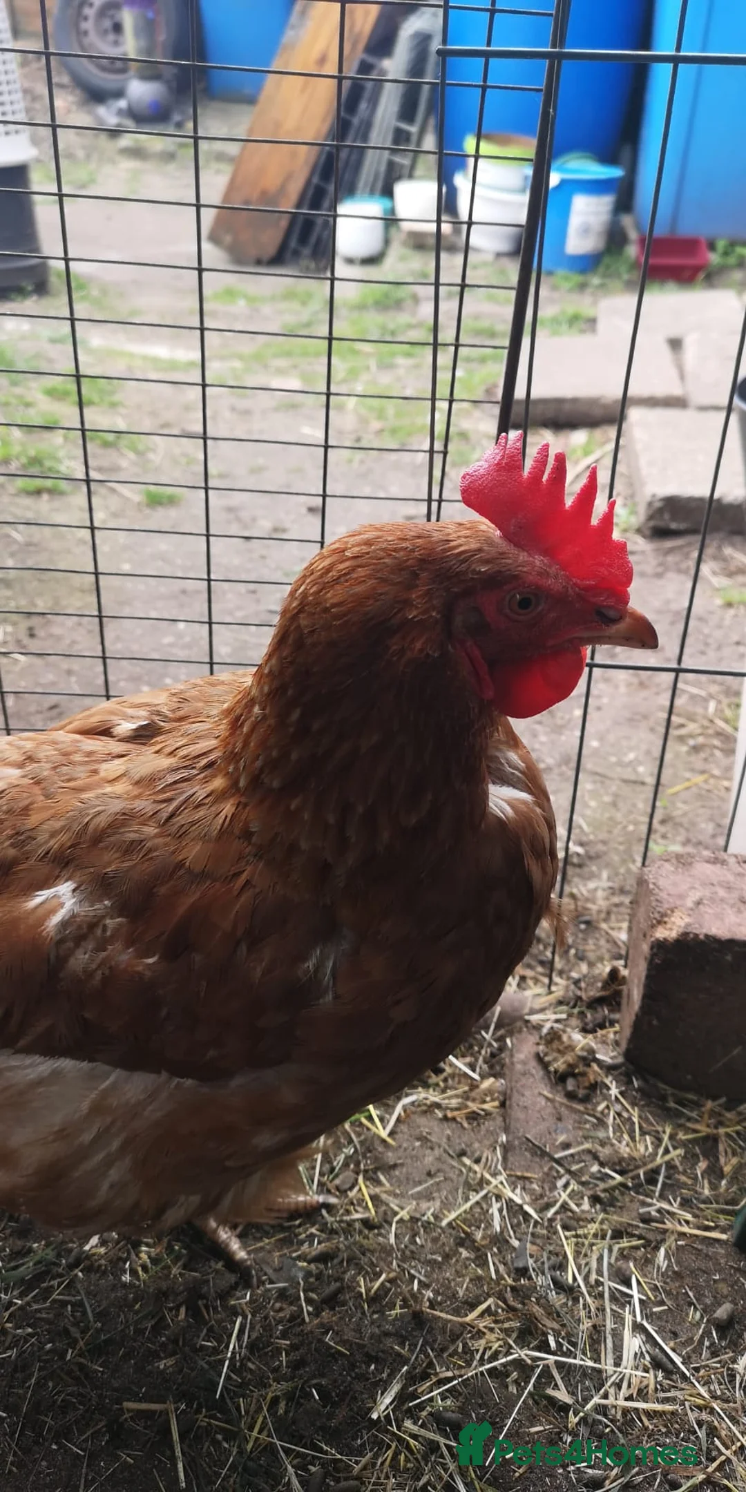 Chickens poultry for sale: 9 Chickens , Ip3 - Advert 2