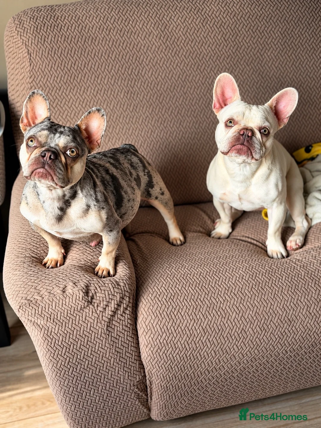 French Bulldog dogs for sale: French bull dog puppies due in december in Aylesbury - Advert 2