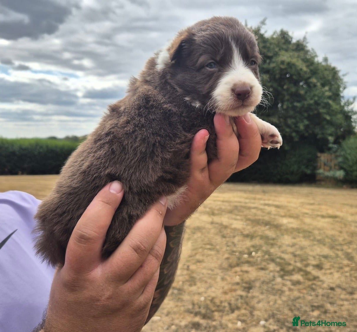 Border Collie dogs KC REGISTERED beautiful border collie pups  - Advert 2