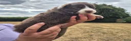 Border Collie dogs for sale: KC REGISTERED beautiful border collie pups  - Advert 2