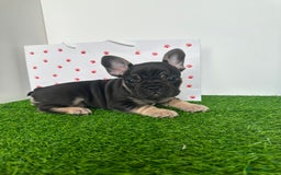 French Bulldog dogs for sale: 5 French bulldog puppy’s  - Image 12