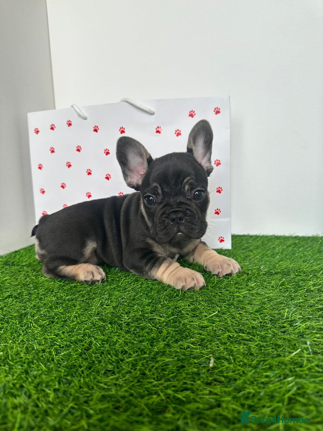 French Bulldog dogs for sale: 5 French bulldog puppy’s  - Image 12