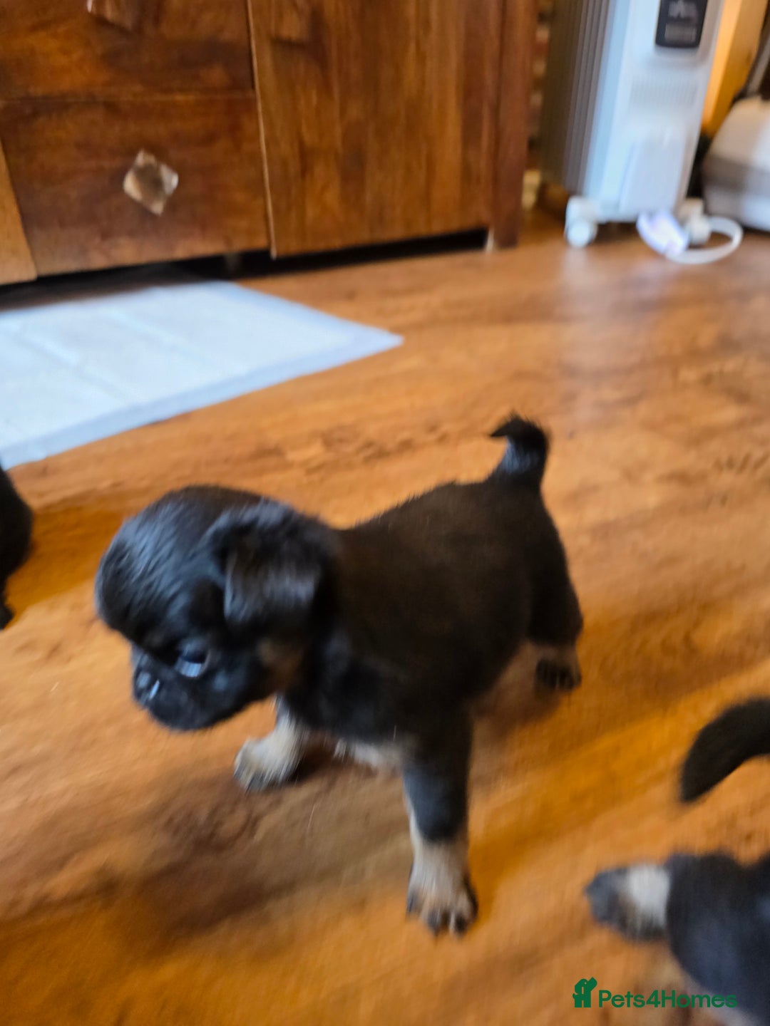 Griffon Bruxellois dogs for sale: KC Registered Rough Brussels Griffon  - Advert 23
