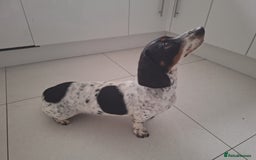 Miniature Dachshund dogs for sale: Miniature Dachsund  - Advert 12