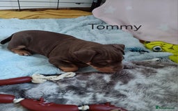 American Bully dogs for sale: Chocolate tri classic bullys - Advert 5