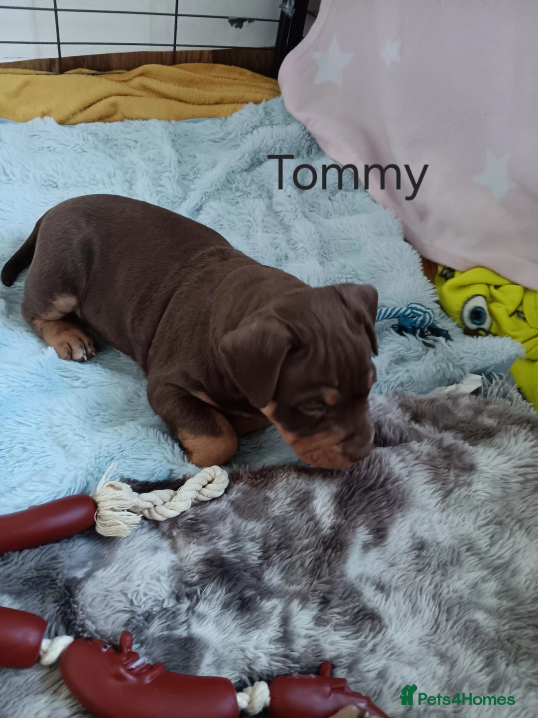 American Bully dogs for sale: Chocolate tri classic bullys - Advert 5