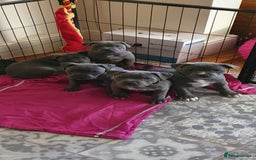 Staffordshire Bull Terrier dogs for sale: ❤️❤️ Ready for forever home ❤️❤️ - Advert 3