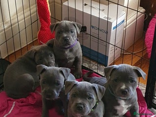 Staffordshire Bull Terrier dogs - Advert 2