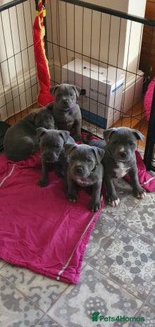 Staffordshire Bull Terrier dogs - Advert 5