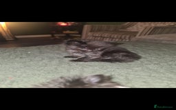 Mixed Breed cats for sale: Friendly bunch of beautiful kittens  - Image 5