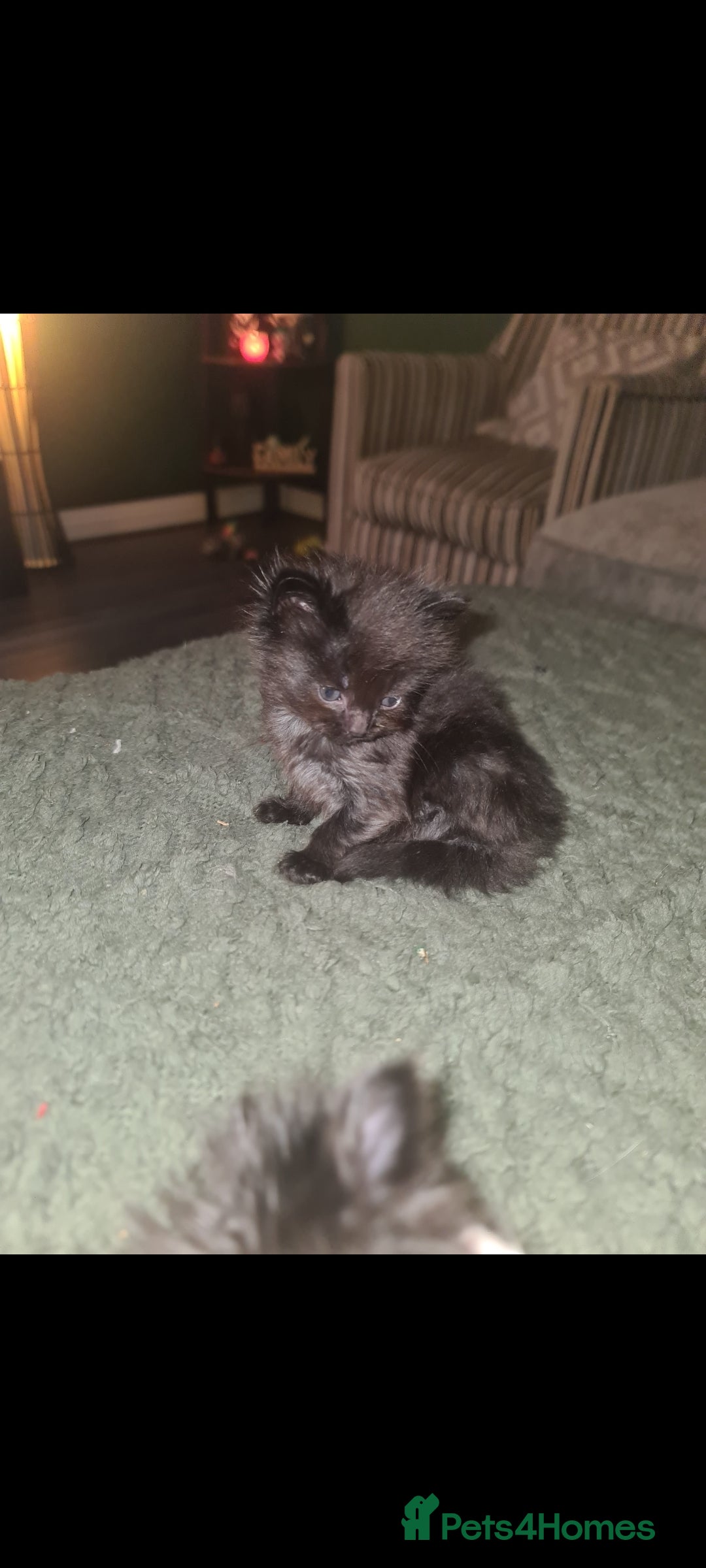 Mixed Breed cats for sale: Friendly bunch of beautiful kittens  - Image 5