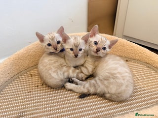 Bengal cats PURE BRED SNOW LYNX kittens 🐱 - Advert 1