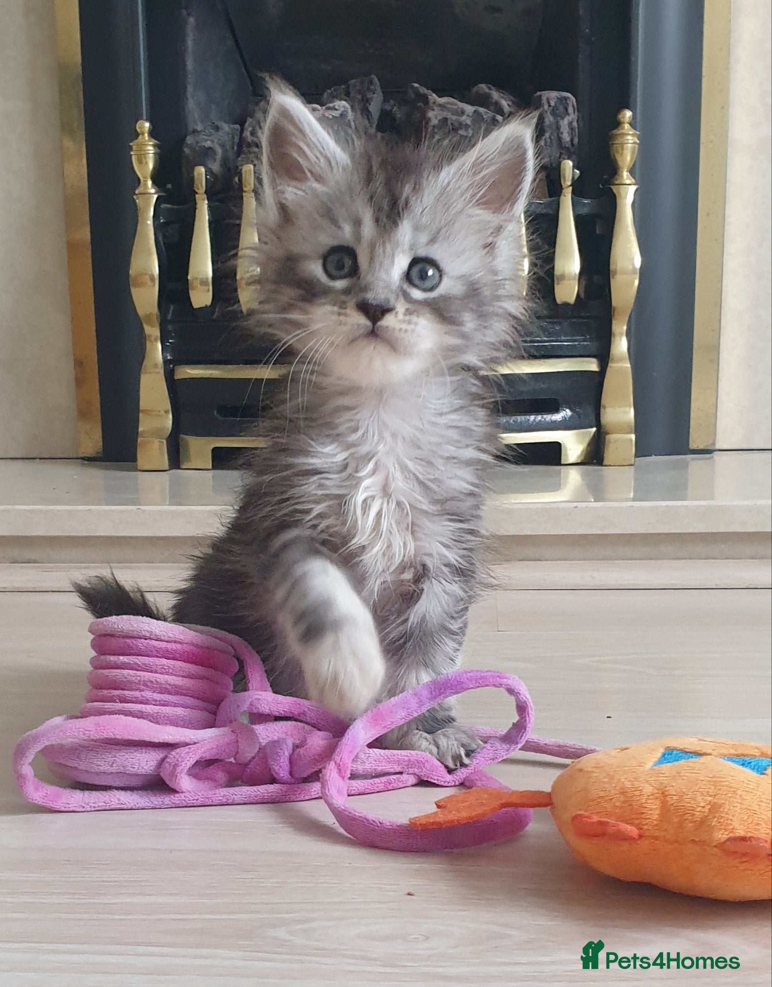 Maine Coon cats Tica registered Maine Coons  - Advert 7