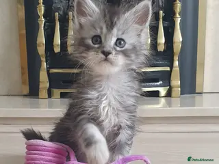 Maine Coon cats Tica registered Maine Coons - Advert 7