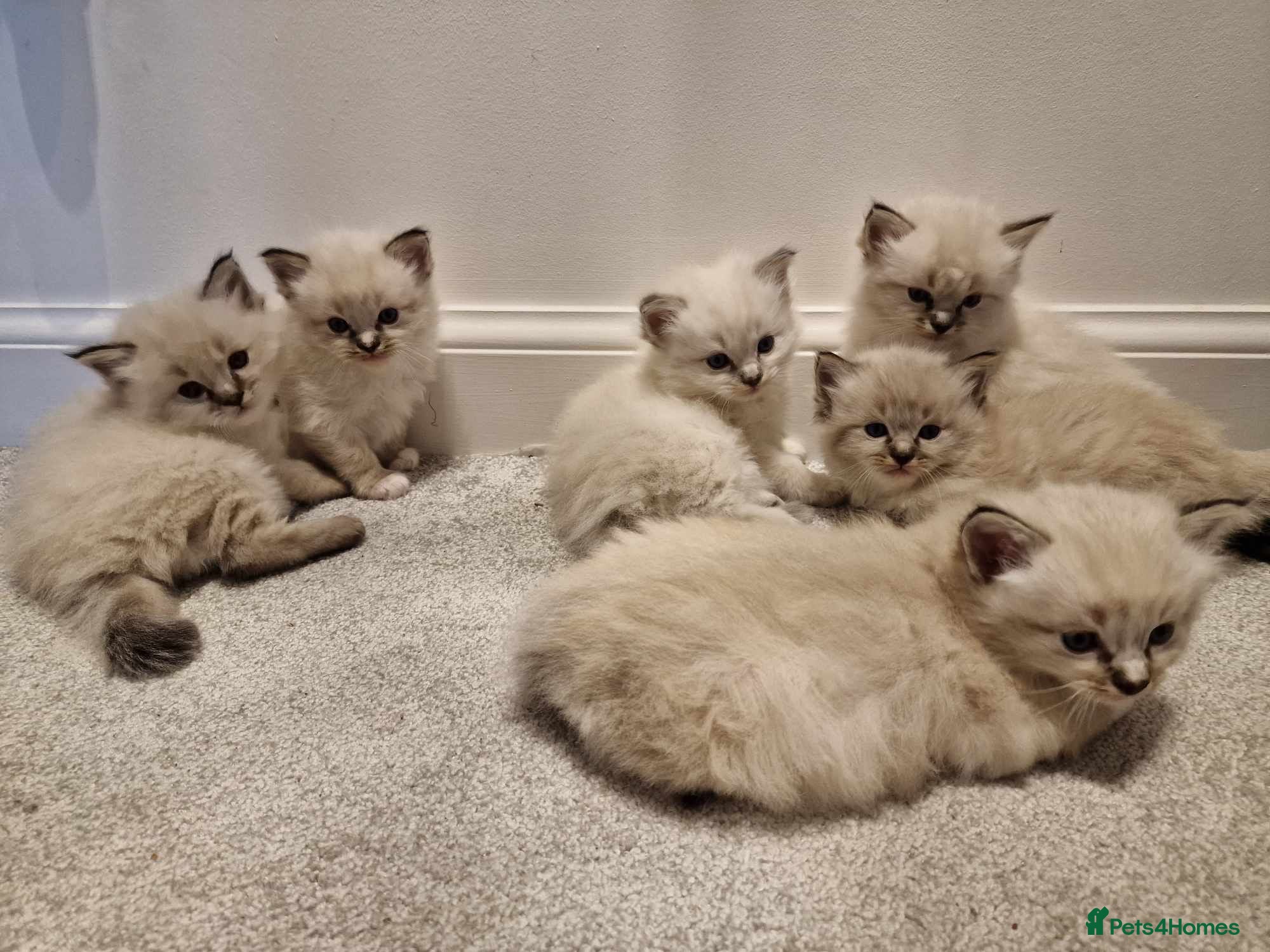 Ragdoll cats Pure beautiful Ragdoll looking for a new home - Advert 2