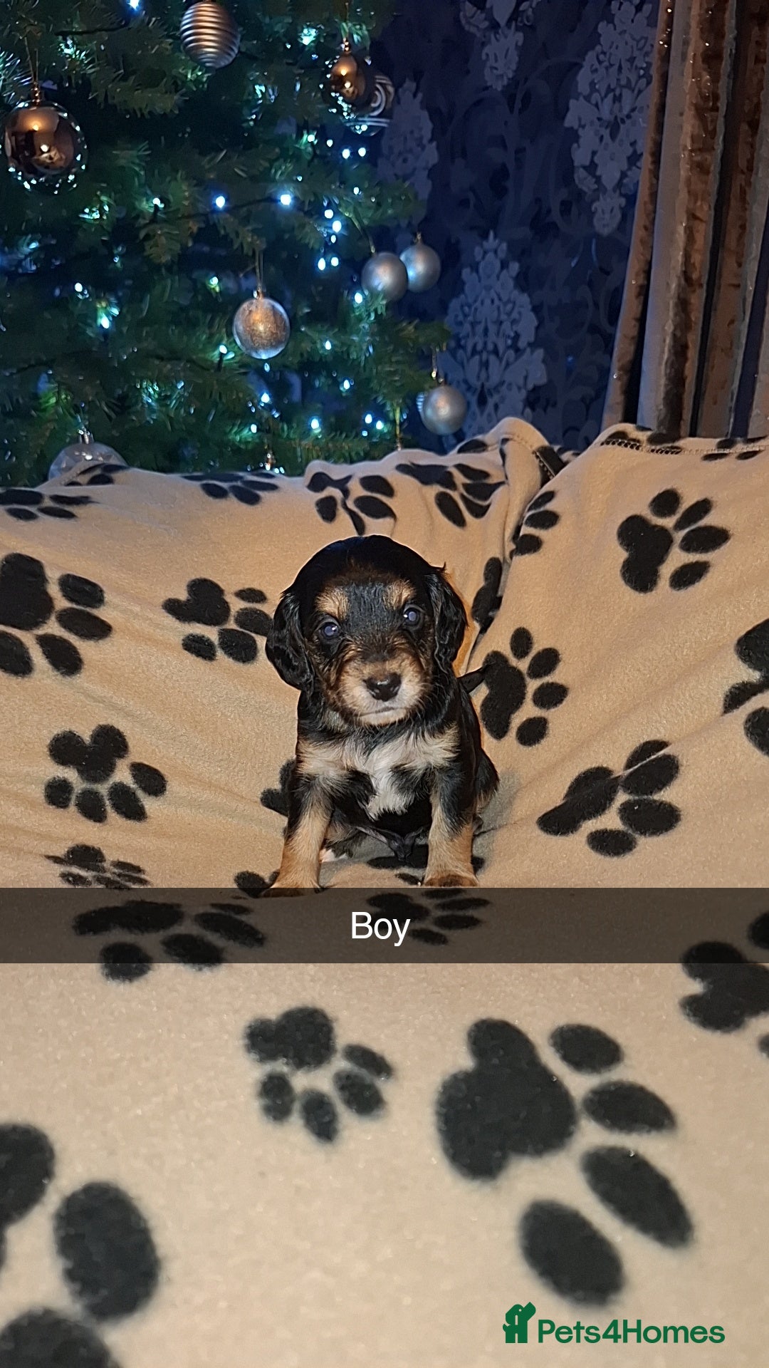 Cockapoo dogs for sale: F2 cockapoo puppies   - Advert 2