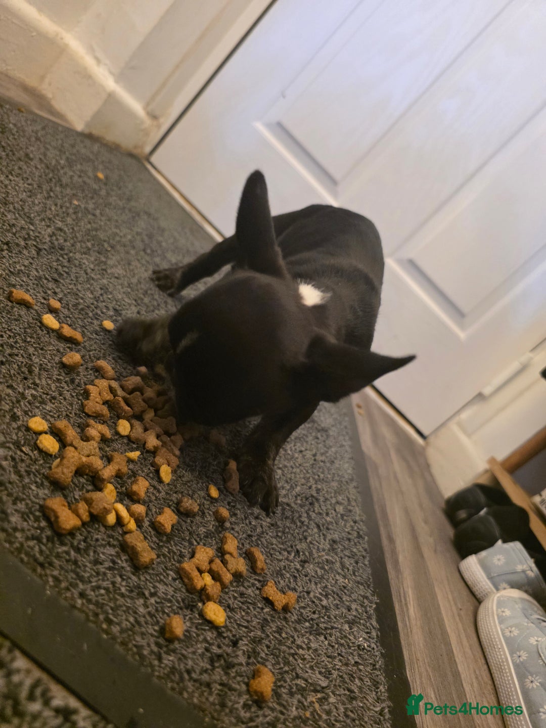 French Bulldog dogs for sale: Frenches  - Image 6