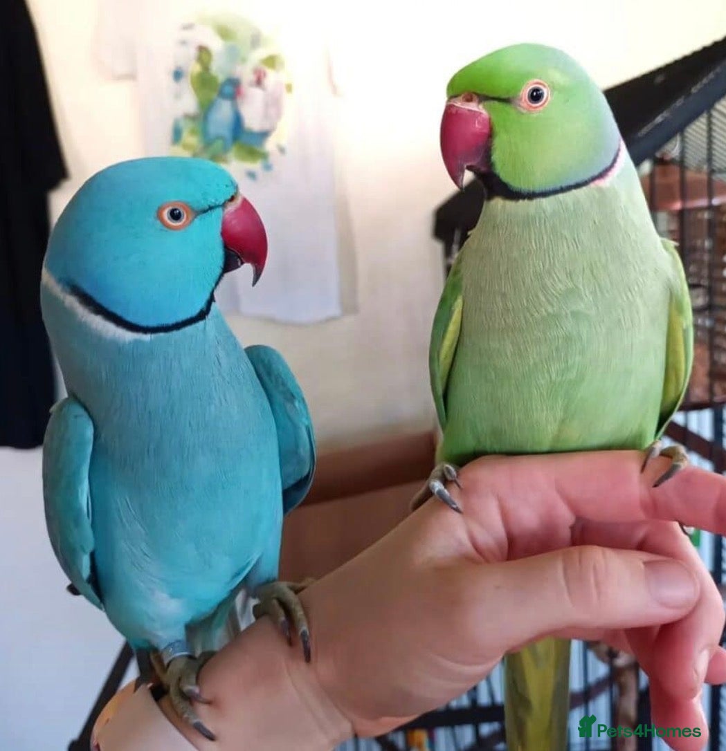 Ringnecks birds Male and female Indian ringnecks for sale  - Advert 3