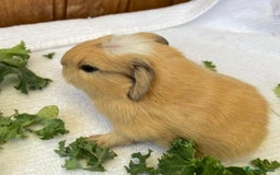 Guinea Pig rodents for sale: 1no Gorgeous baby Guinea pigs - Girls - Image 7