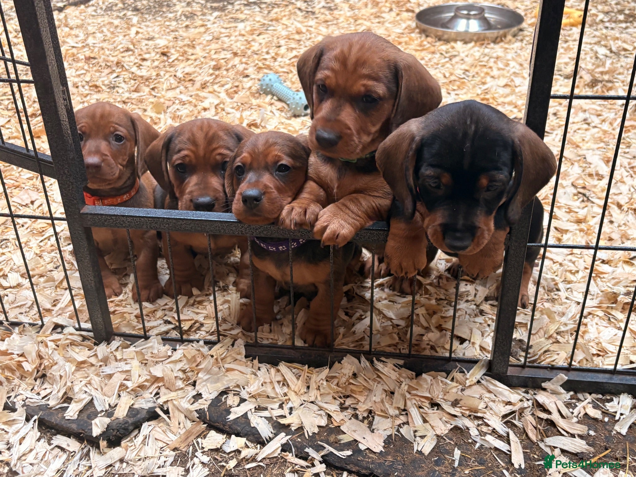 Dachshund dogs Miniature Wire hair Dachshund puppies  - Advert 6