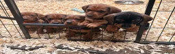 Dachshund dogs for sale: Miniature Wire hair Dachshund puppies  - Advert 1