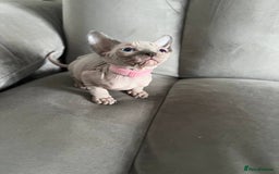 Sphynx cats for sale: TICA REGISTERED CANADIAN Elf Sphynx 1 kitten left  - Image 32