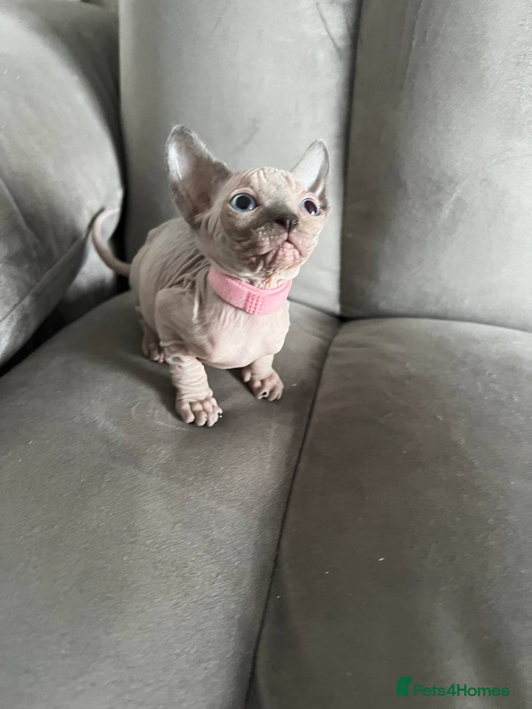 Sphynx cats for sale: TICA REGISTERED CANADIAN Elf Sphynx 1 kitten left  - Image 32