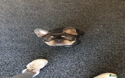 French Bulldog dogs for sale: Pablo  - Image 4