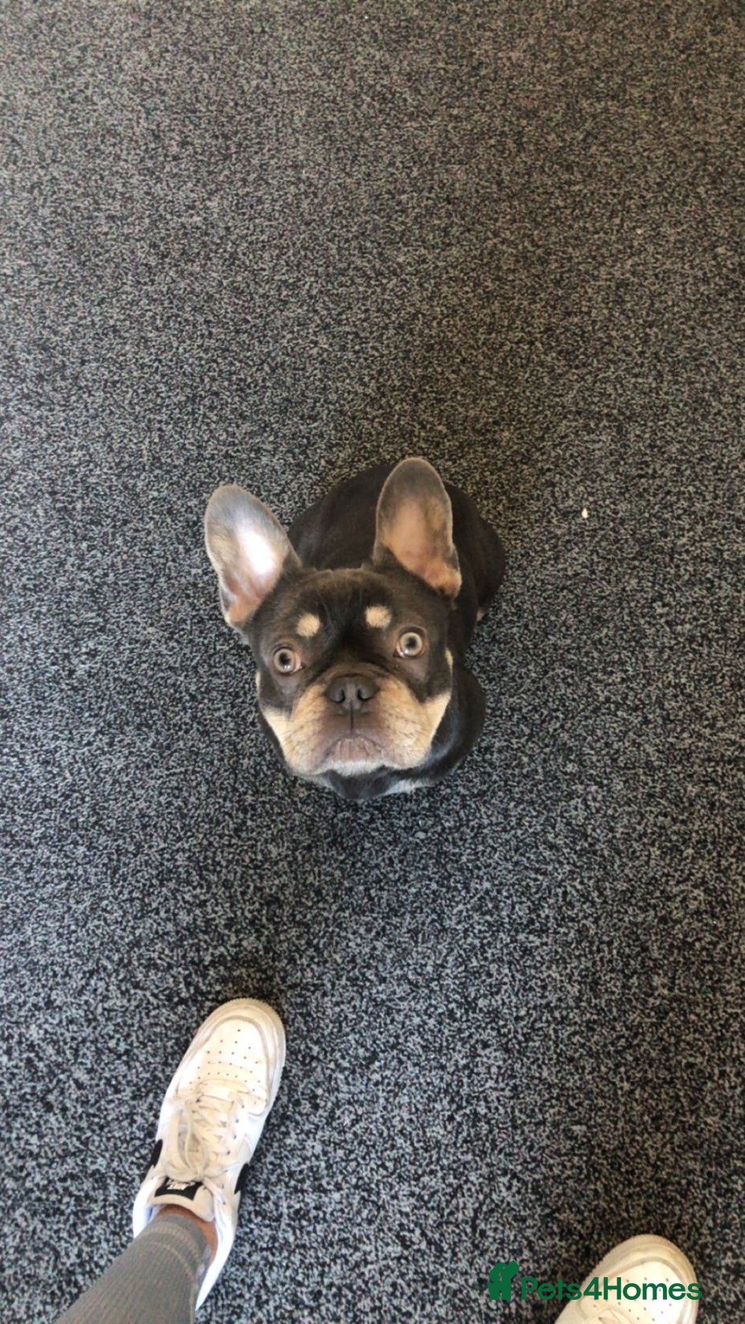 French Bulldog dogs for sale: Pablo  - Image 4