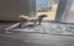 Shih Tzu dogs for sale: 2 female pedigree shih tzu (rehome) - Image 6