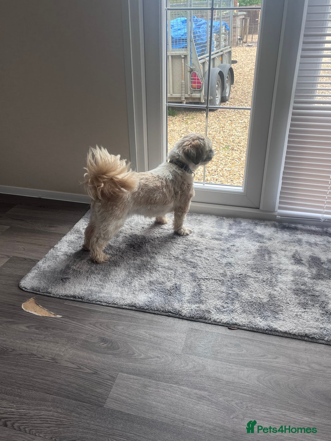 Shih Tzu dogs for sale: 2 female pedigree shih tzu (rehome) - Image 6