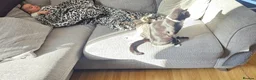 Mixed Breed cats for sale: Tabby cat ready to leave  - Advert 5