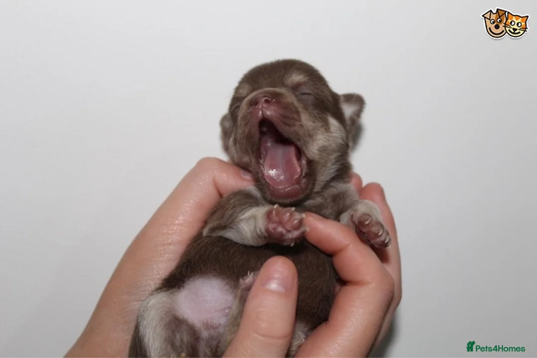 Chihuahua dogs for stud: Lilac and tan Russian import stud dog DNA tested in Rotherham - Advert 14