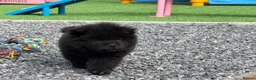 Chow Chow dogs for sale: Exotic colour male chow chow puppies for sale  - Advert 13