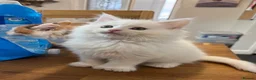 Maine Coon cats for sale: Maine coon cubs - some polydactyl  - Advert 6