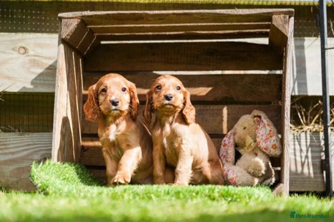 Cocker Spaniel dogs for sale: Only 2 boys - Dark Golden Cocker Spaniels  - Advert 1