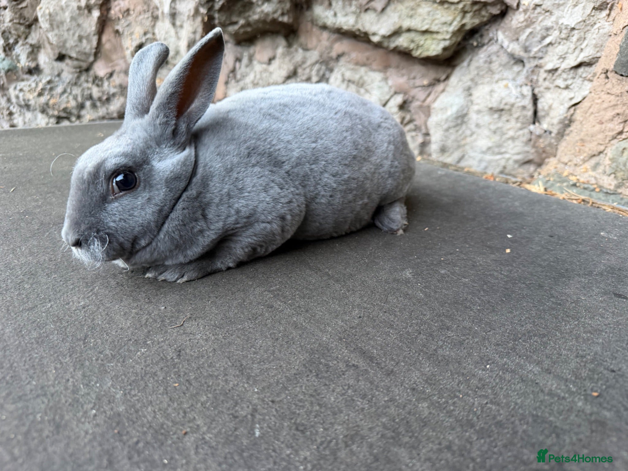 Rex rabbits Beautiful Baby  Blue mini Rex Rabbits  - Advert 18