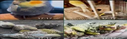 Mixed Breed birds for sale: Baby, tame, breeding birds clearance - Advert 1