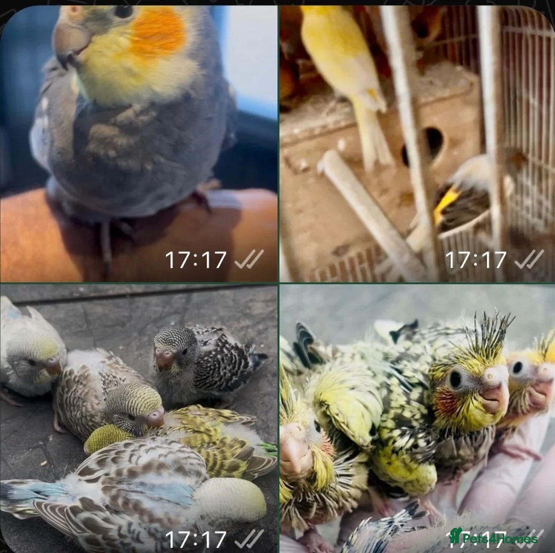 Mixed Breed birds for sale: Baby, tame, breeding birds clearance - Advert 1