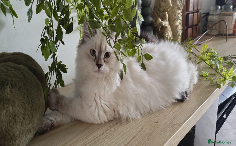 Siberian cats - Advert 1