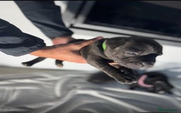 Staffordshire Bull Terrier dogs for sale: True Example Staffordshire bull Terrier Puppies KC - Image 21