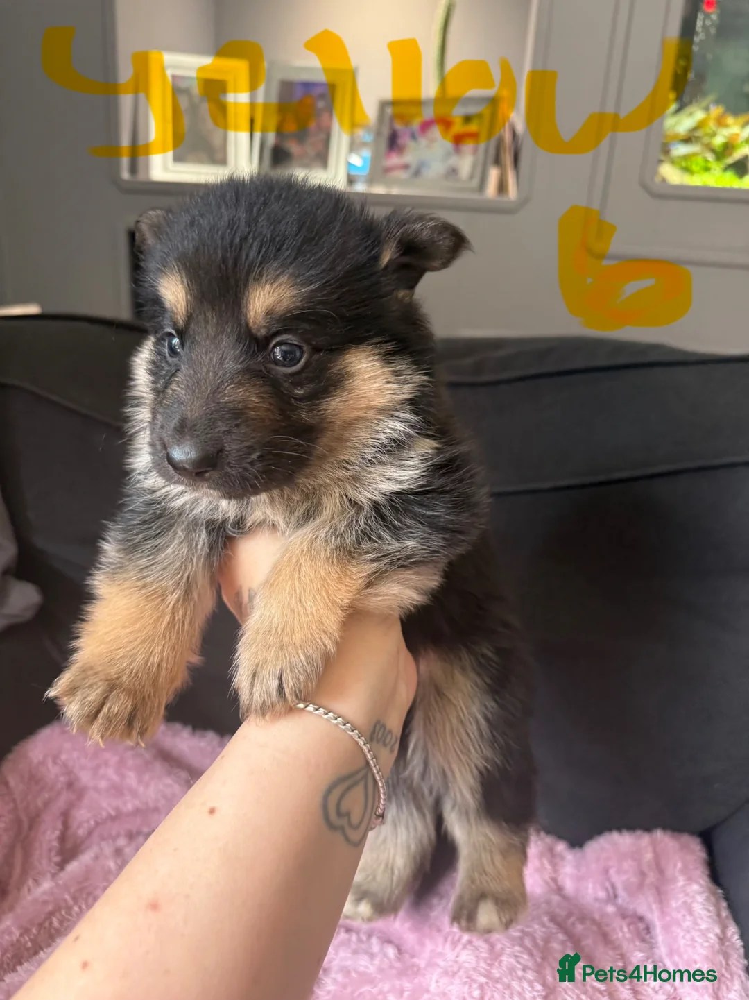 German Shepherd dogs for sale: 6 beautiful German shepherd pups for sale  - Advert 20
