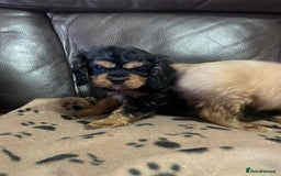 Cavalier King Charles Spaniel dogs for sale: Beautiful Cavalier King Charles Spaniel Puppies - Image 6