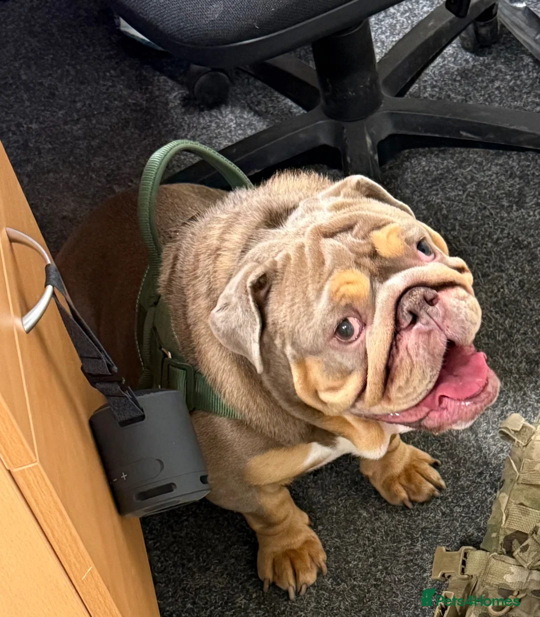 English Bulldog dogs for sale: 4 year old English bulldog - Advert 2