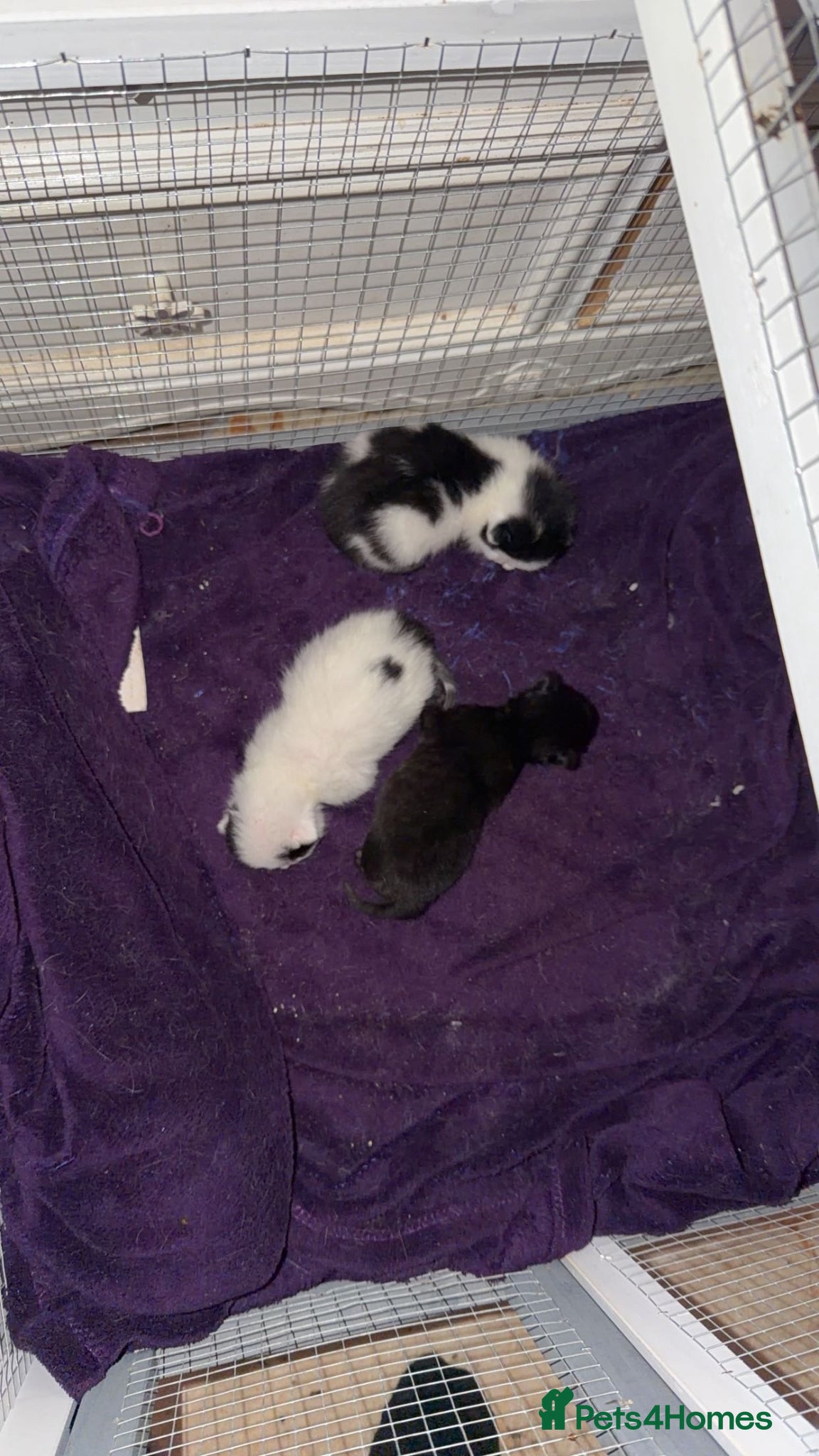 British Shorthair cats Kittens for sale  - Advert 1