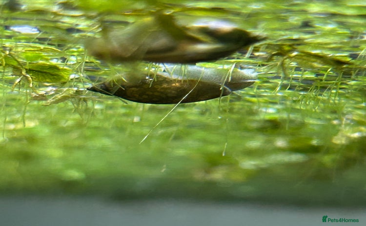 Snails fish - Advert 1